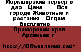 Йоркширский терьер в дар › Цена ­ 1 - Все города Животные и растения » Отдам бесплатно   . Приморский край,Арсеньев г.